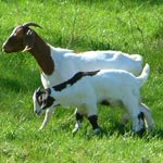 Ziegen
