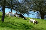 Ziegen im Frühjahr auf der Weide